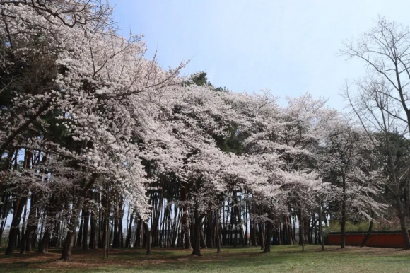 [사진 제공 강릉시 SNS 서포터즈 이자영. 재판매 및 DB 금지]