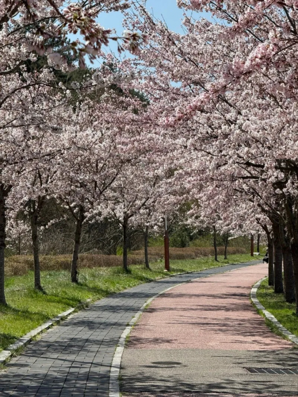 [사진 제공 강릉시 SNS 서포터즈 이자영. 재판매 및 DB 금지]