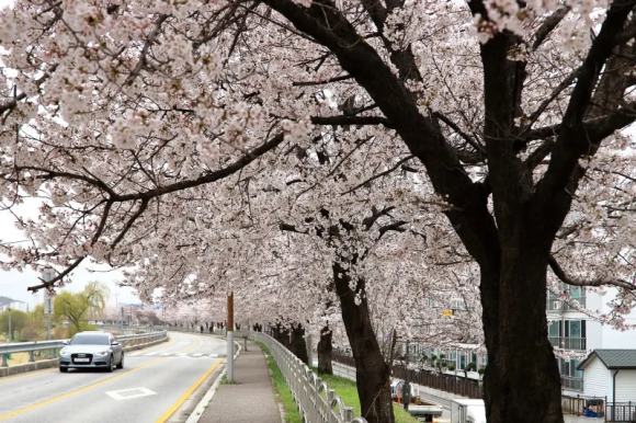 [사진 제공 강릉시. 재판매 및 DB 금지]