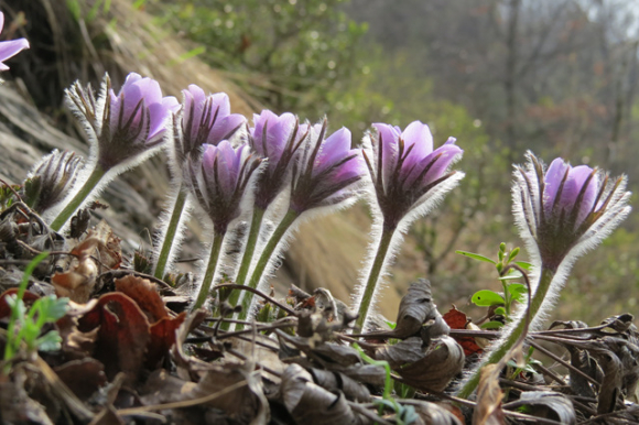 [사진 제공 정선읍문화체육축제위원회. 재판매 및 DB 금지]