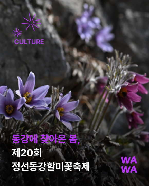 [사진 제공 정선읍문화체육축제위원회. 재판매 및 DB 금지]