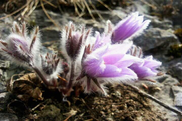 [사진 제공 정선읍문화체육축제위원회. 재판매 및 DB 금지]