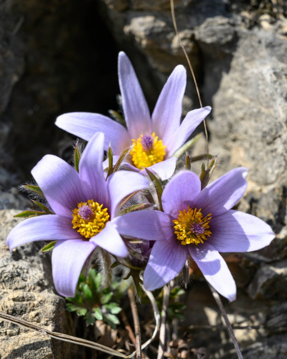 [사진 제공 정선읍문화체육축제위원회. 재판매 및 DB 금지]