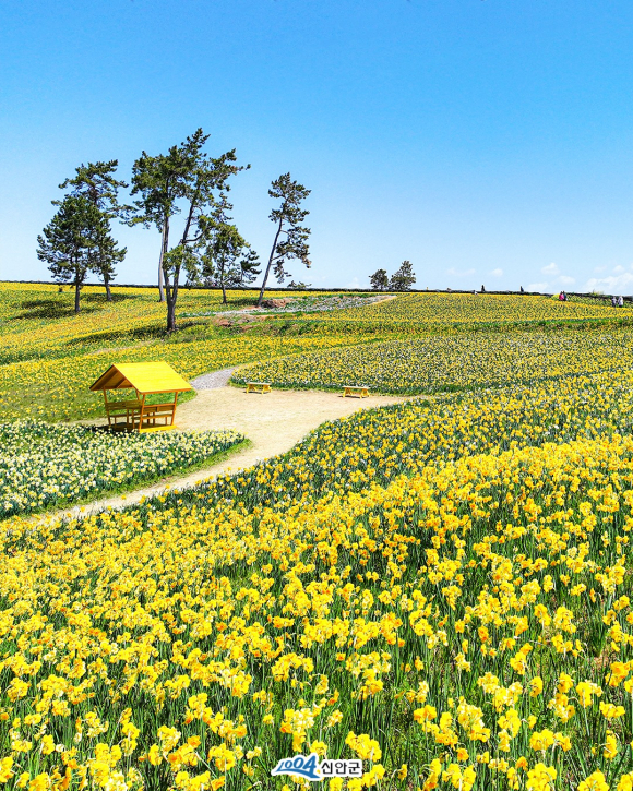 [사진 제공 신안군. 재판매 및 DB 금지]