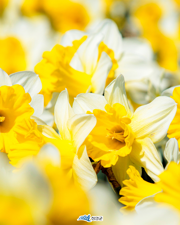 [사진 제공 신안군. 재판매 및 DB 금지]