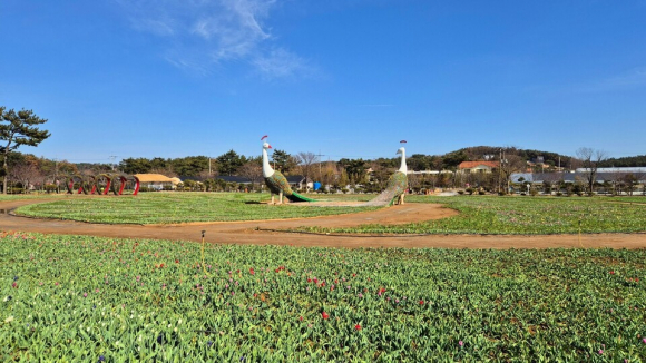 ‘2026 태안 세계 튤립 꽃박람회’를 앞둔 축제장 준비 현장.&nbsp;[사진 제공 네이처월드. 재판매 및 DB 금지]