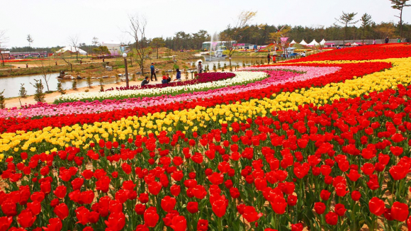 태안세계튤립꽃박람회 풍경  사진=한국관광공사 김지호