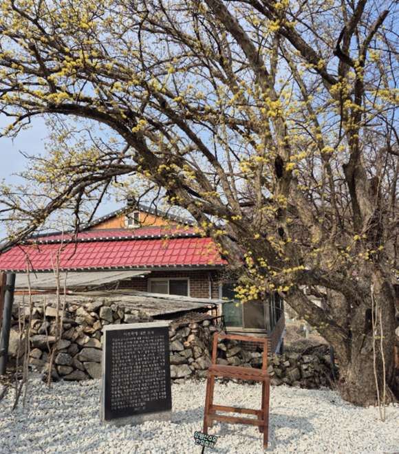 수령 100년이 넘는 조선시대 심어진 산수유나무 시조목을 만나 볼 수있습니다. [사진 제공 양평산수유한우축제위원회. 재판매 및 DB 금지]