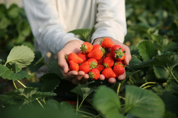 [사진 제공 진주딸기축제추진위원회. 재판매 및 DB 금지]