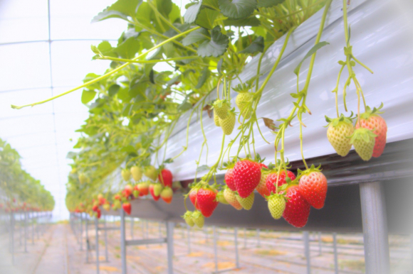 [사진 제공 진주딸기축제추진위원회. 재판매 및 DB 금지]