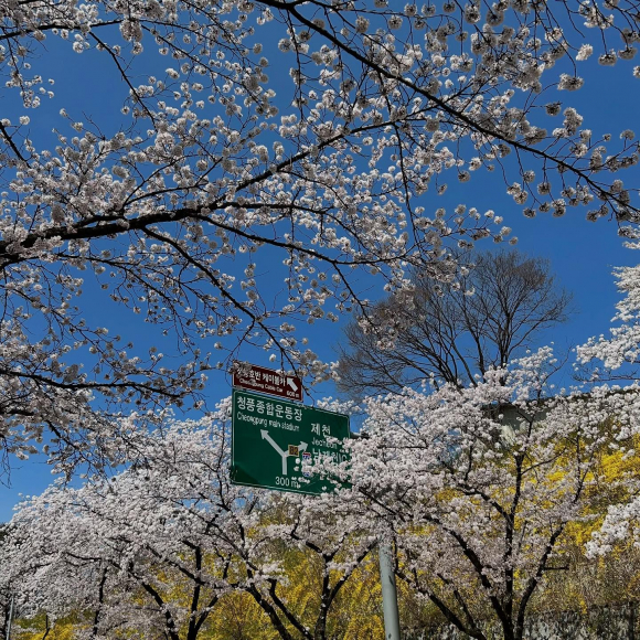 [사진 제공 (재)제천문화재단. 재판매 및 DB 금지]