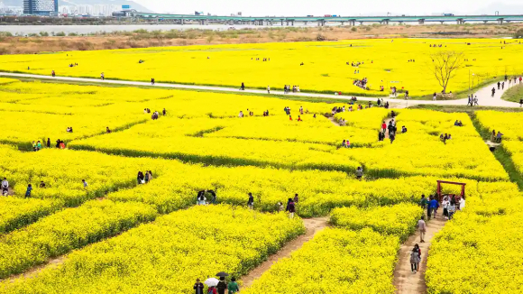 대저생태공원 유채경관단지  사진=한국관광공사 이범수