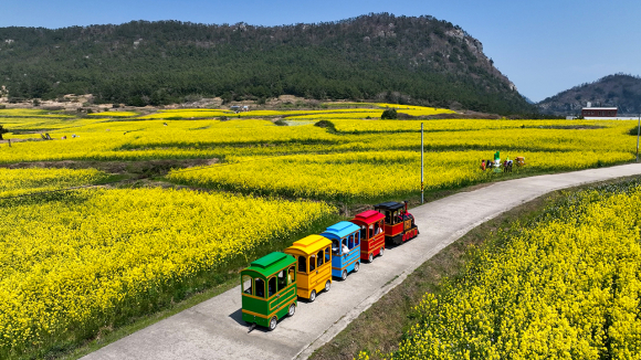 [사진 제공 진도군. 재판매 및 DB 금지]