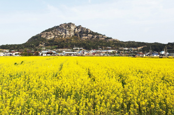 [사진 제공 진도군. 재판매 및 DB 금지]