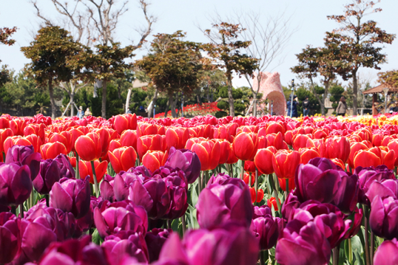 [사진 제공 신안군. 재판매 및 DB 금지]