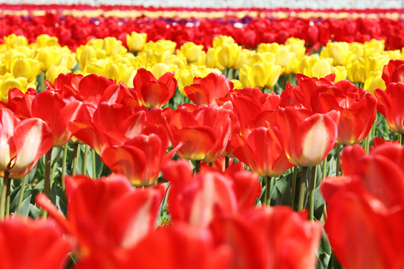 [사진 제공 신안군. 재판매 및 DB 금지]