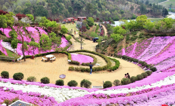 [사진 제공 농업회사법인진안꽃잔디농원. 재판매 및 DB 금지]