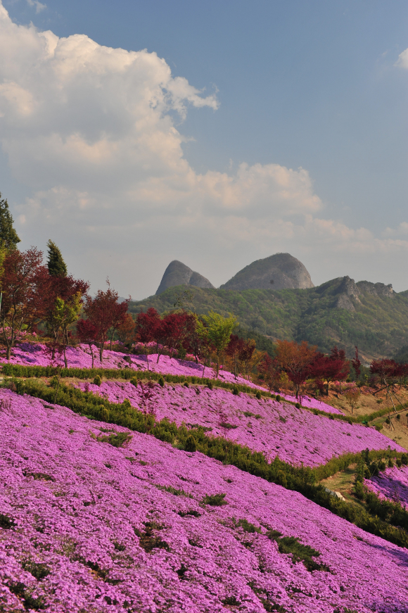 [사진 제공 농업회사법인진안꽃잔디농원. 재판매 및 DB 금지]