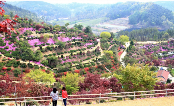 [사진 제공 농업회사법인진안꽃잔디농원. 재판매 및 DB 금지]