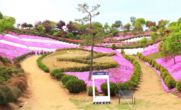 [사진 제공 농업회사법인진안꽃잔디농원. 재판매 및 DB 금지]