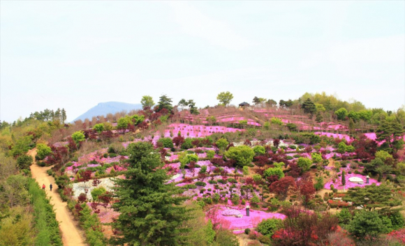 [사진 제공 농업회사법인진안꽃잔디농원. 재판매 및 DB 금지]