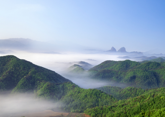 [사진 제공 농업회사법인진안꽃잔디농원. 재판매 및 DB 금지]