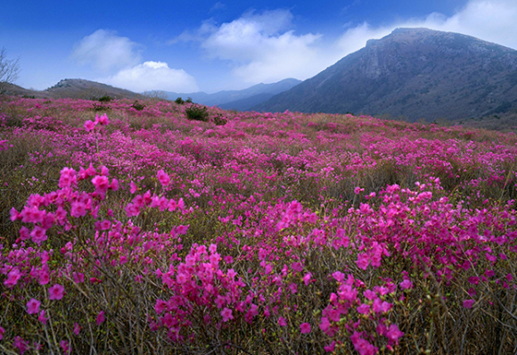 [사진 제공 달성문화재단. 재판매 및 DB 금지]