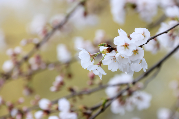 [사진 제공 양평읍체육회. 재판매 및 DB 금지]