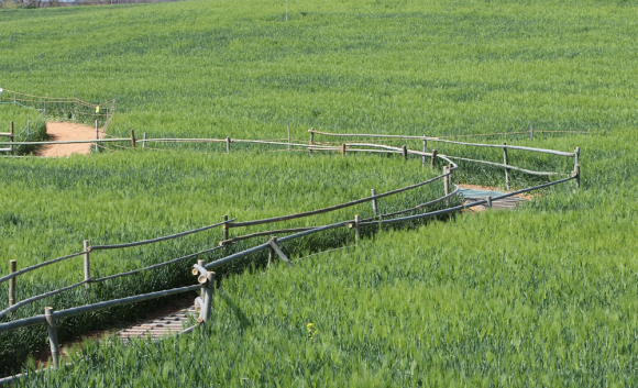 [사진 제공 고창군. 재판매 및 DB 금지]