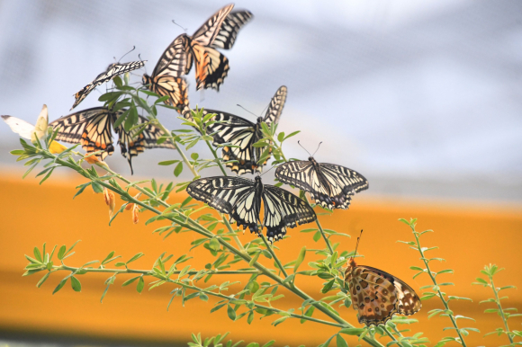 [사진 제공 함평군. 재판매 및 DB 금지]