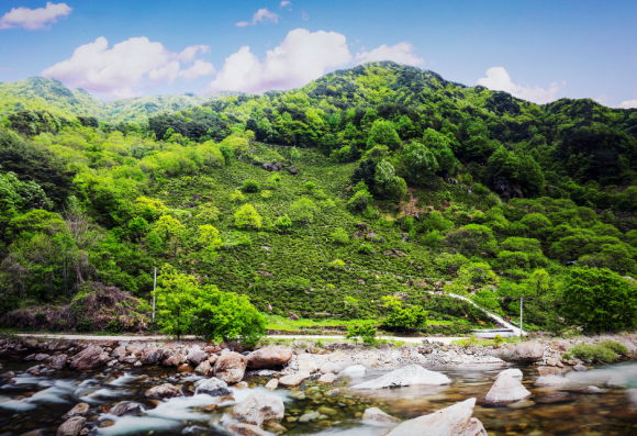 [사진 제공 (사)하동야생차문화축제조직위원회. 재판매 및 DB 금지]