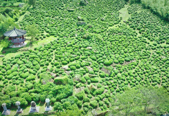 [사진 제공 (사)하동야생차문화축제조직위원회. 재판매 및 DB 금지]