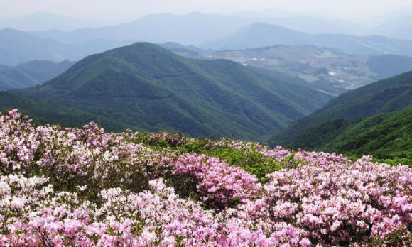 [사진 제공 정선군. 재판매 및 DB 금지]