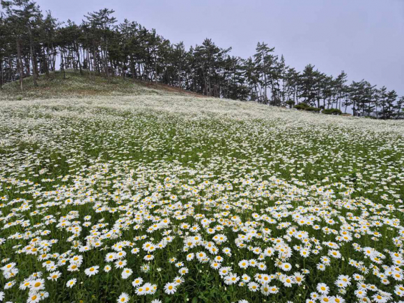 [사진 제공 신안군. 재판매 및 DB 금지]