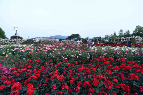 [사진 제공 곡성군. 재판매 및 DB 금지]