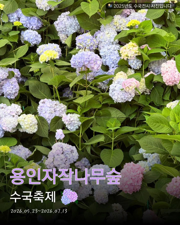 [사진 제공 용인자작나무숲. 재판매 및 DB 금지]
