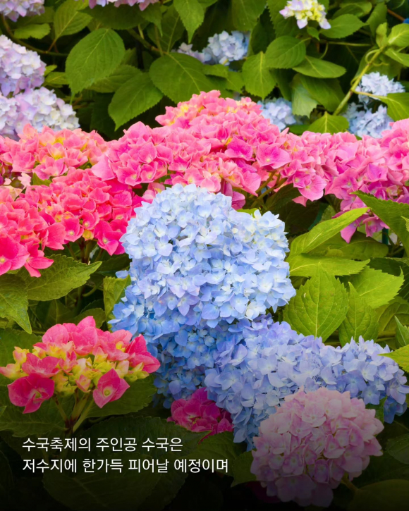 [사진 제공 용인자작나무숲. 재판매 및 DB 금지]