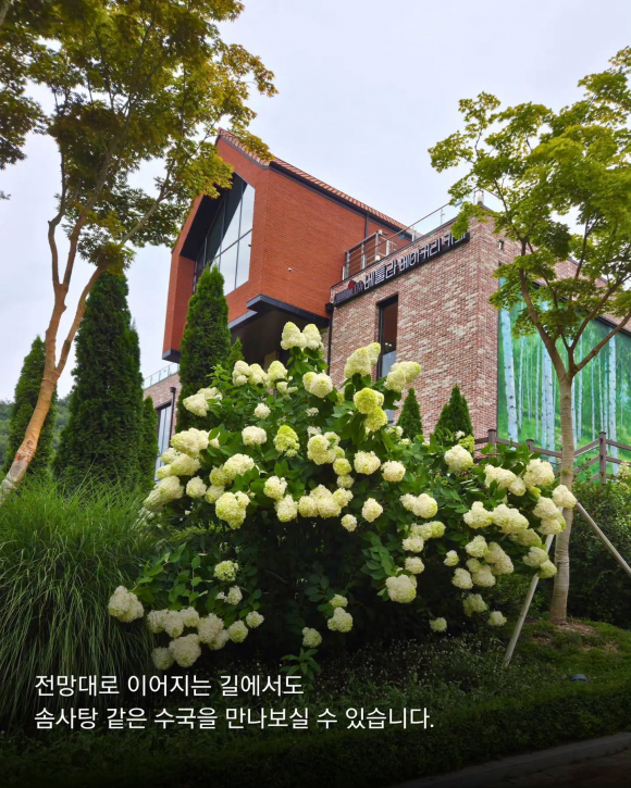[사진 제공 용인자작나무숲. 재판매 및 DB 금지]