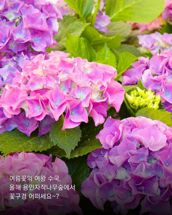[사진 제공 용인자작나무숲. 재판매 및 DB 금지]