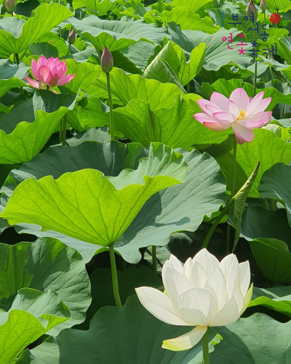 [자료 제공 백제문화재단. 재판매 및 DB 금지]