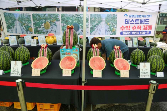 [자료 제공 청운면 수박축제추진위원회. 재판매 및 DB 금지]