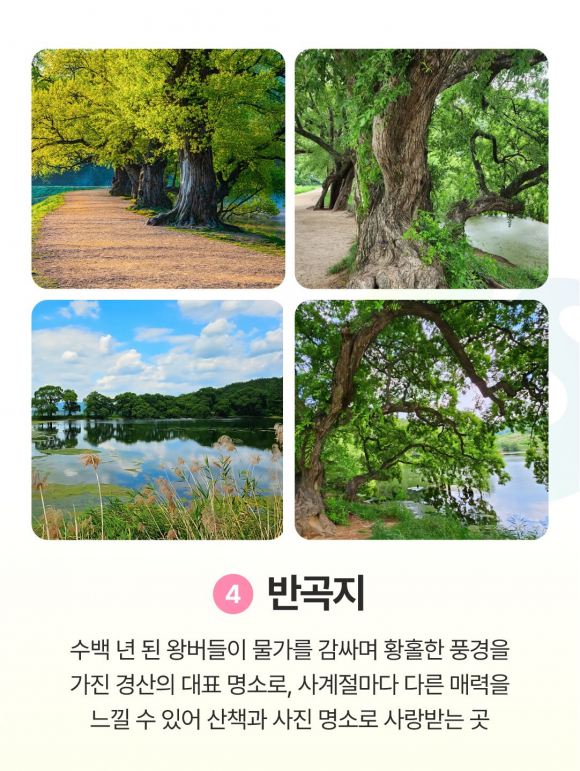 [사진 제공 경산문화관광재단. 재판매 및 DB 금지]