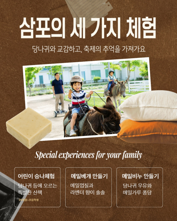 축제에서는 하얀 메밀꽃밭을 걷고 사진을 찍을 수 있다.