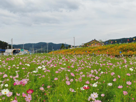 [사진 제공 하동 북천 코스모스·메밀꽃 영농조합법인. 재판매 및 DB 금지]